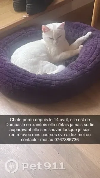 Chaton femelle perdu, aidez-nous! - photo