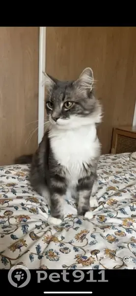 Tchoupi, chat gris-blanc perdu - photo