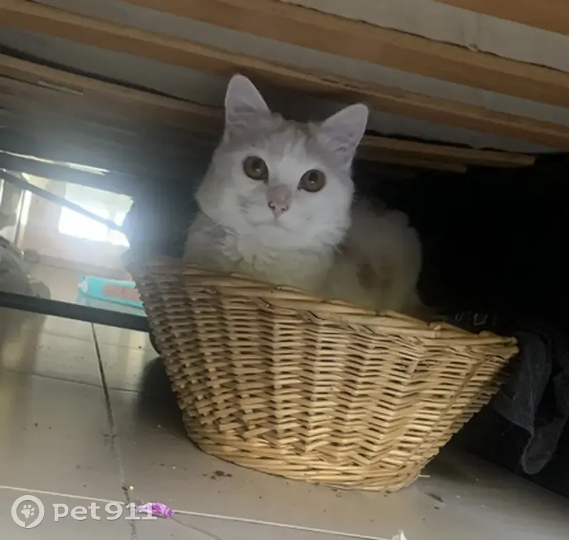 Chaton blanc tacheté perdu à Talence - photo