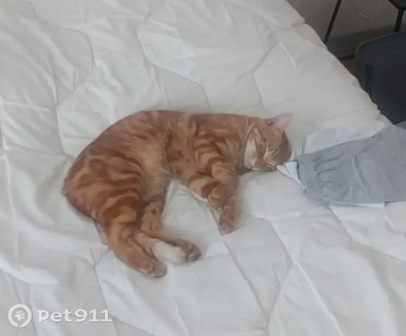 Chat roux tatoué perdu à Vétrigne - photo