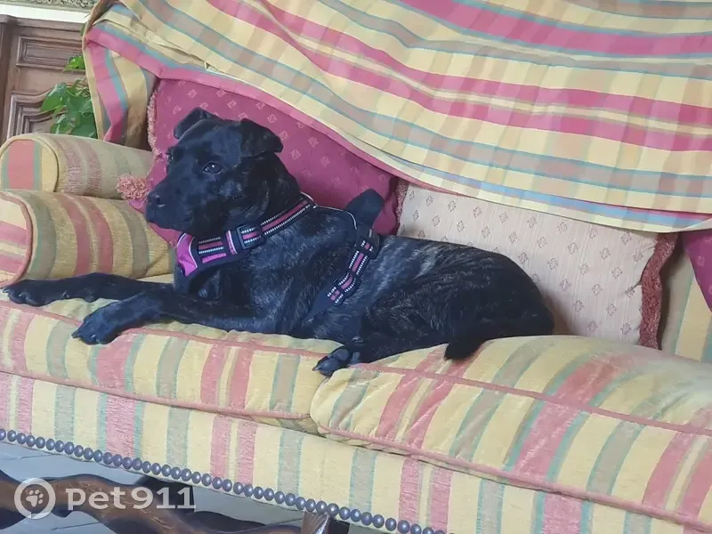 Chienne perdue: Collier rose - 14kg - photo