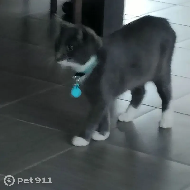 Chaton perdu à Auby - Aidez-nous! - photo