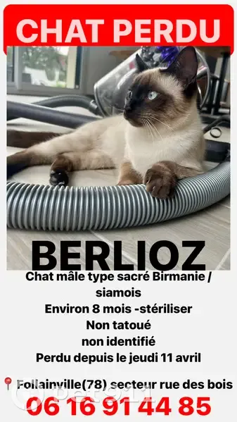 Chaton Berlioz perdu à Follainville - photo