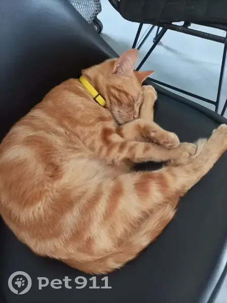 Chat européen roux perdu - photo
