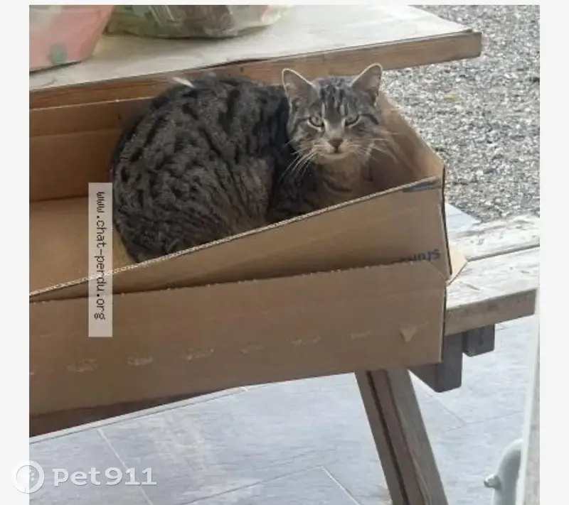 Chat gris docile trouvé à Altviller - photo