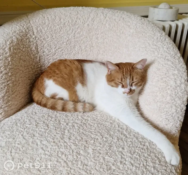 Chat roux et blanc disparu - photo