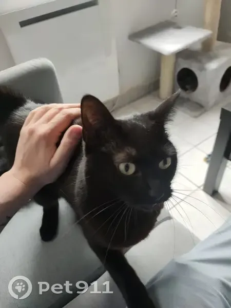 Chatte noire perdue à Amiens - photo