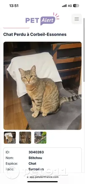 Chat perdu: Stitchou, dodu et sociable - photo