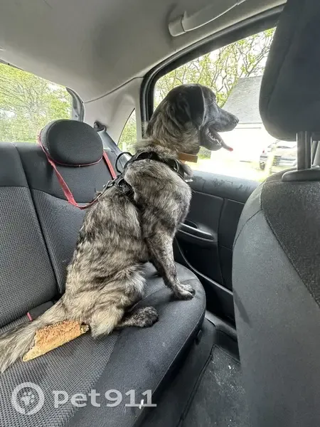 Chiot Berger Perdu à Assérac - photo