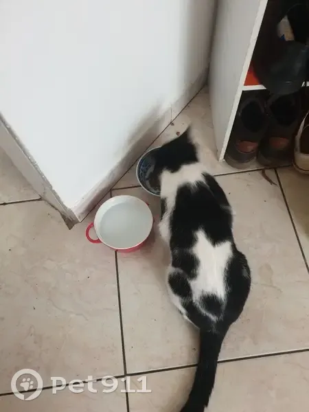 Chat noir et blanc trouvé à Carcassonne - photo