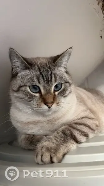 Chat siamois perdu à Dunkerque - photo