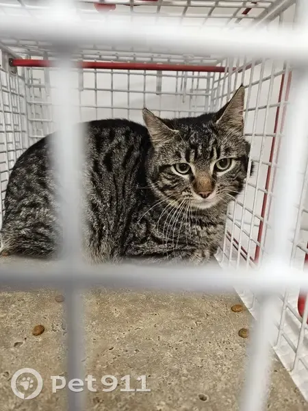 Chat castré et pucé perdu - photo