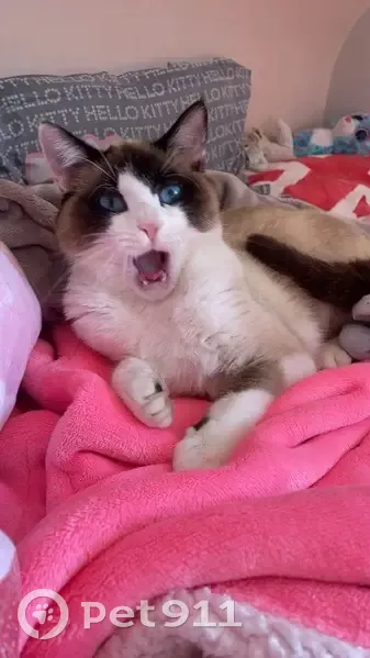 Chaton siamois perdu à Trégueux - photo