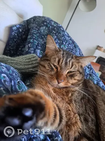 Chat roux Milo perdu à Nantes - photo