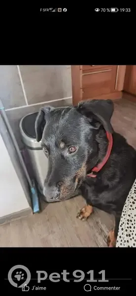 Beauceronne perdue au Cannet - photo