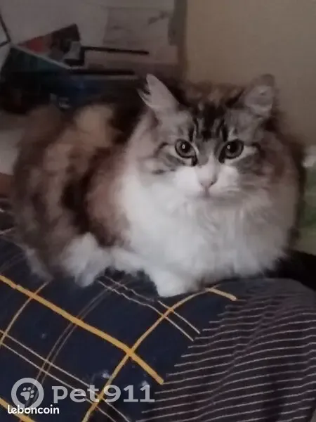 Chatte européenne grise perdue - photo