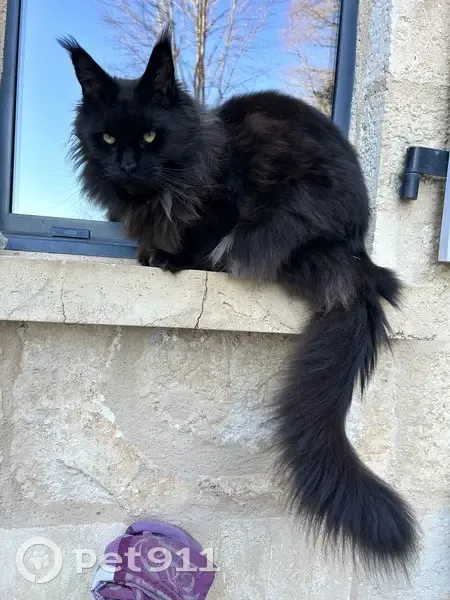 Chat Maine Coon perdu à Bassillac - photo
