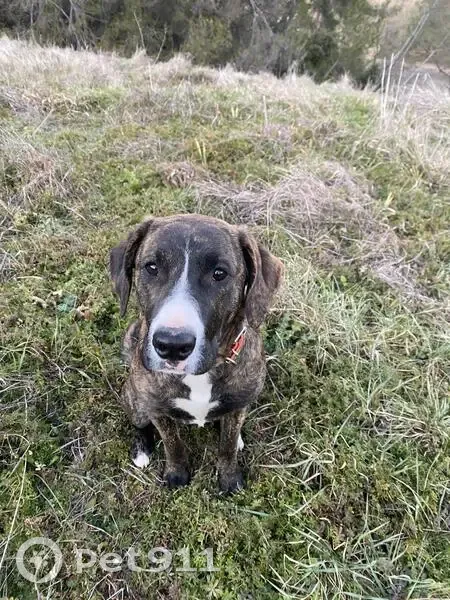 Chienne bringée perdue à La Bastidonne - photo