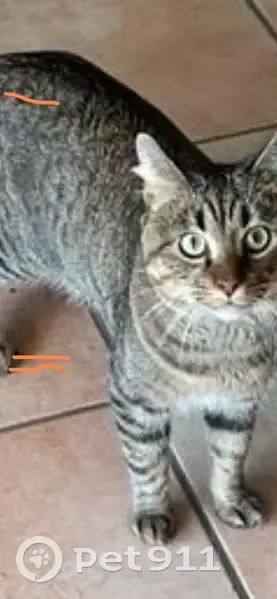 Chat Européen tigré perdu à Popian - photo