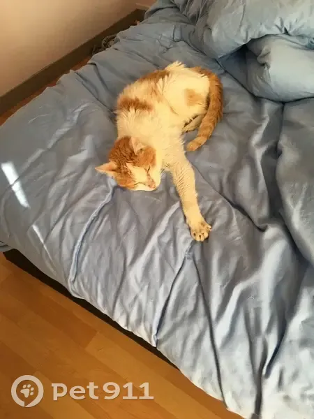 Chat âgé perdu à Gémozac - photo