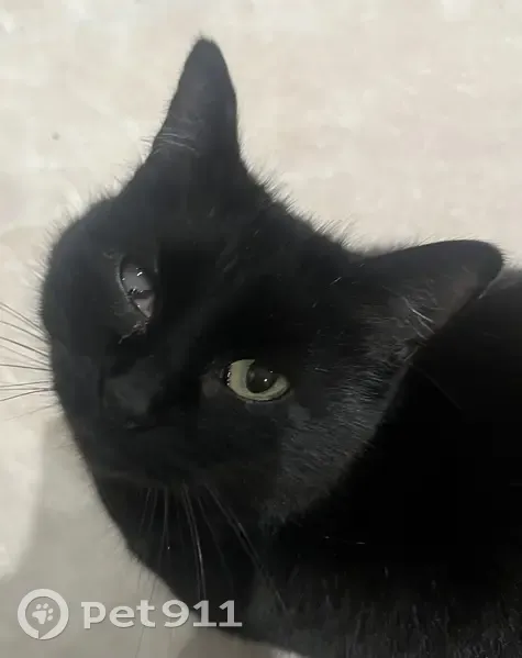 Chat borgne noir perdu - Copponex - photo