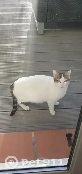 Chat craintif trouvé à Montlaur - photo