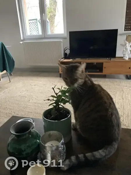 Chatte perdue: Pucée, Stérilisée - Rurey - photo