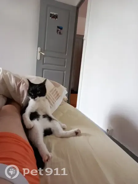 Chat noir et blanc perdu à Limoges - photo