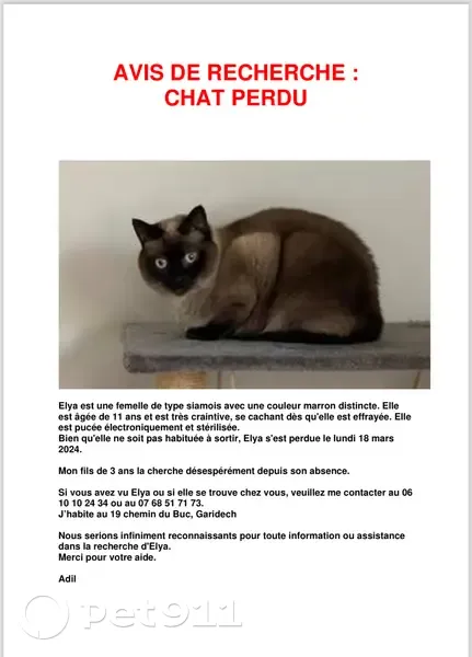 Chatte siamoise de 11 ans perdue - photo
