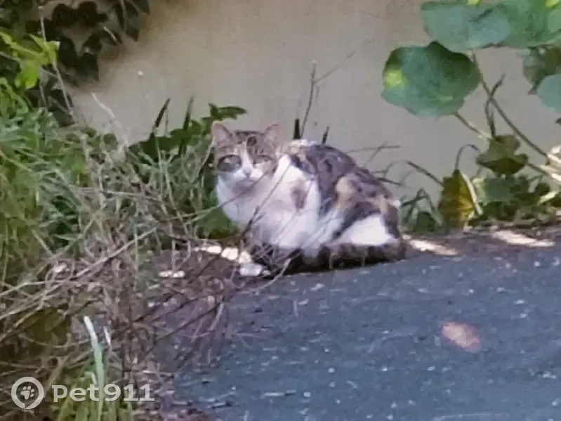 Chatte et chatons trouvés à Chantonnay - photo
