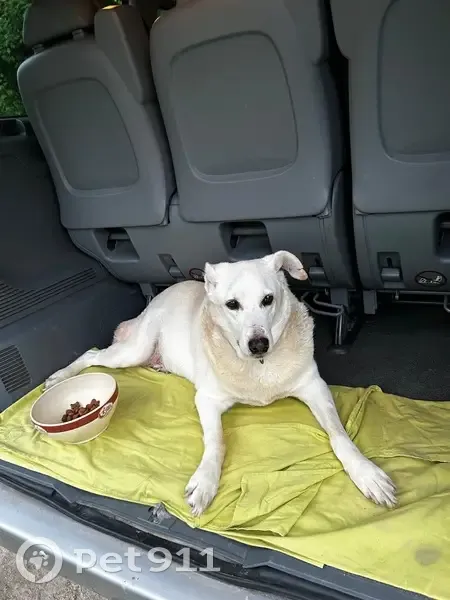 Labrador Betto trouvé à Lugaignac - photo