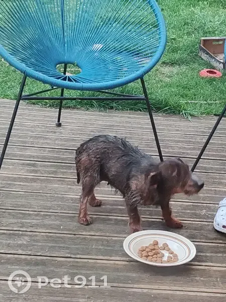 Chienne perdue et boiteuse à Oissel - photo