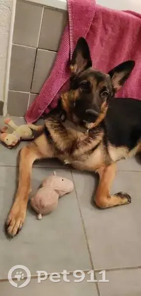 Alerte: Vol de Nala, Berger Mix - photo