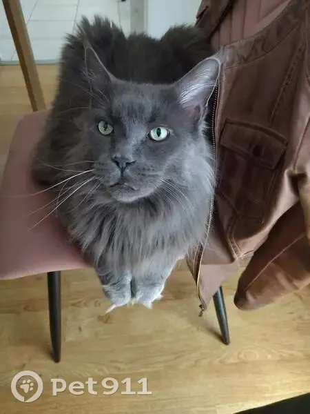 Chat Maine Coon gris perdu à Mouvaux - photo