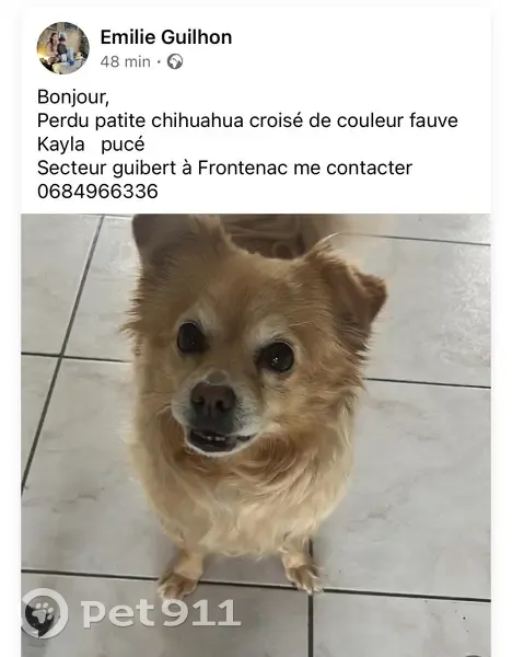 Perdue: Kayla, chihuahua fauve - photo