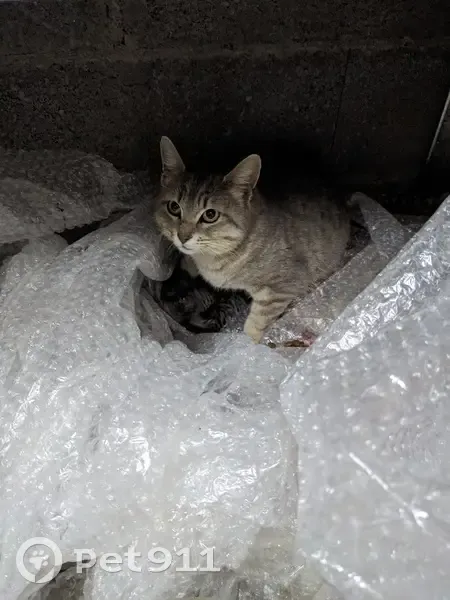 Chatte et chatons trouvés à Upaix - photo