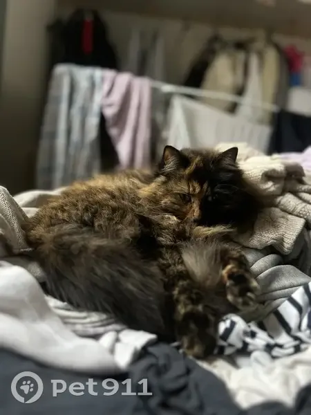 Chatte écaille perdue à Crémieu - photo