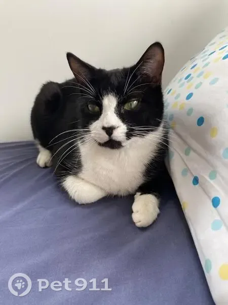Chat noir et blanc perdu à Bègles - photo