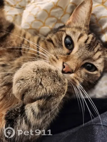 Chat tigré perdu à Presles - photo