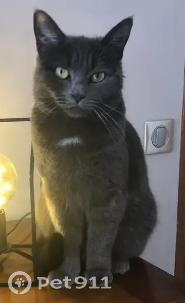 Chatte Kiara perdue à Pibrac - photo