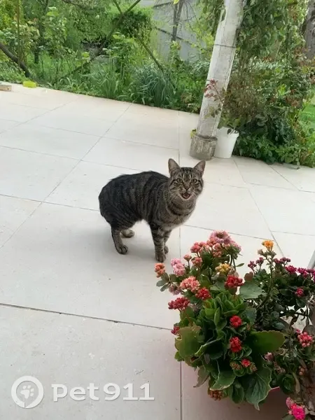3 Chats perdus à Farges-en-Septaine - photo