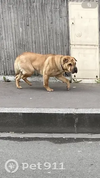 Chien perdu à Pierrefitte 1 mois - photo