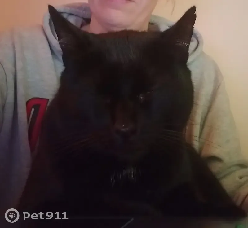 🆘 Hercule, chat noir perdu - photo