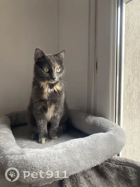 Stella, chatte tricolore perdue - photo
