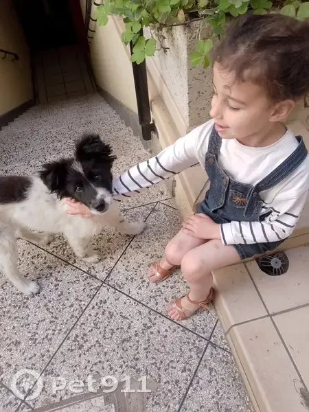 Chiot perdu à Nîmes, récompense! - photo