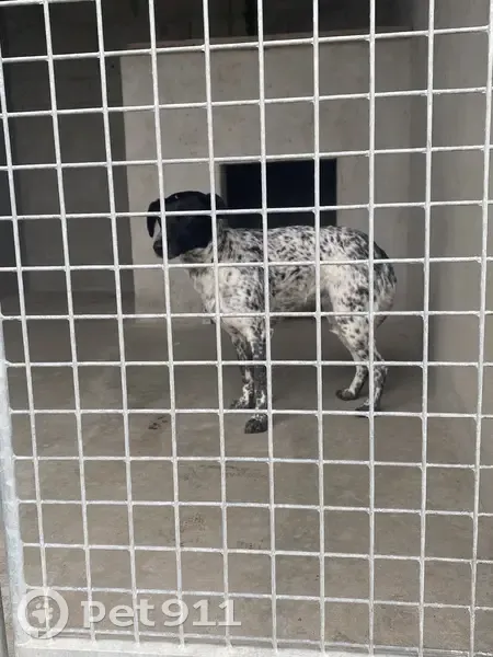 Chienne calme trouvée à Ussel - photo
