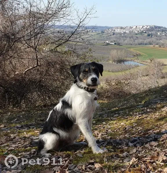 Alerte: Kidoun, épagneul perdu - Lauzerte - photo