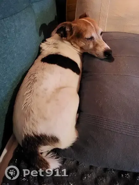 Alerte: Jack Russell perdu à Ortaffa - photo
