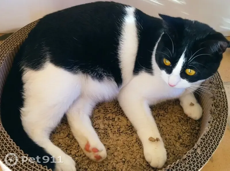 Chatte noire/blanche perdue à Cognac - photo