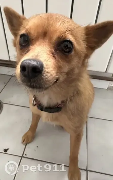Petite chienne roux perdue - photo
